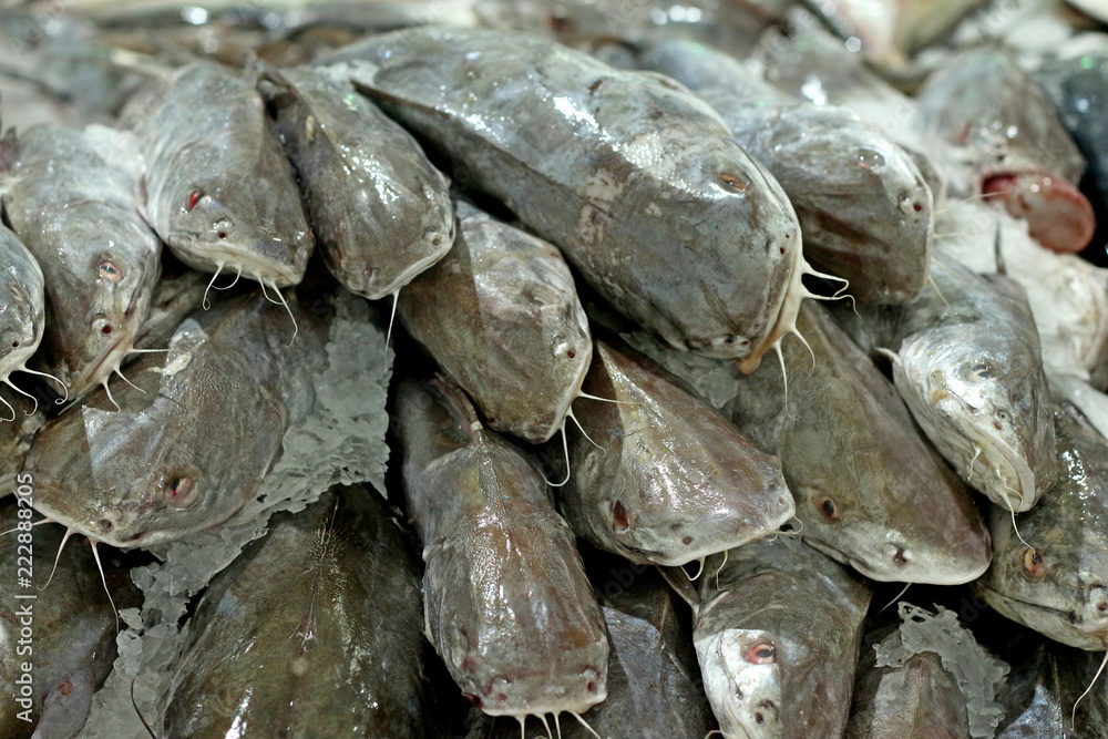 catfish in the market