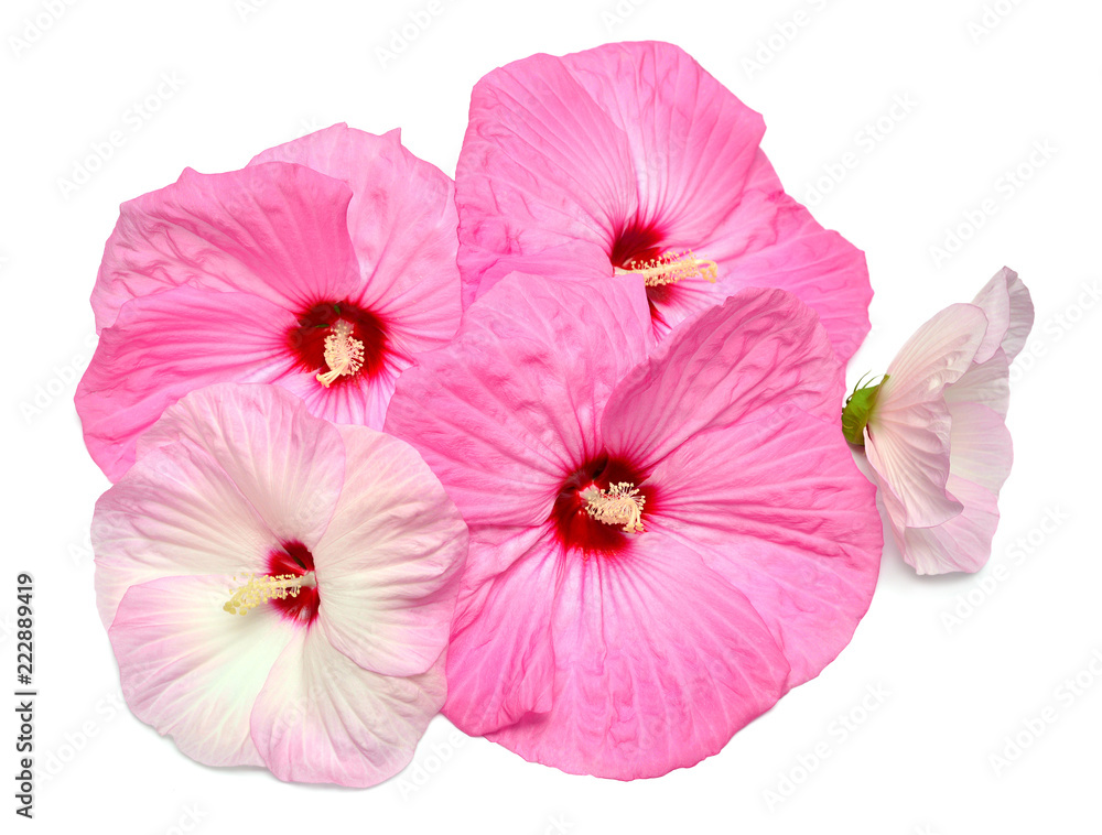 Pink hibiscus flowers isolated on white background. Flat lay, top view Pink hibiscus flowers isolated on white background. Flat lay, top view