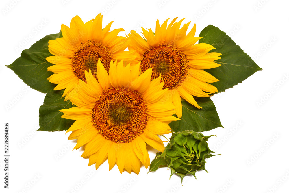 Obraz premium Flower arrangement sunflower bouquet with leaves open and closed isolated on white background. Agriculture, farmer. Beautiful still life floral. Seeds and oil. Flat lay, top view
