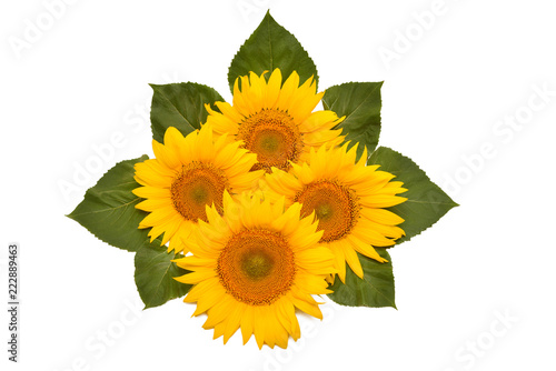 Fototapeta Naklejka Na Ścianę i Meble -  Flower arrangement sunflower bouquet with leaves isolated on white background. Agriculture, farmer. Beautiful still life floral. Seeds and oil. Flat lay, top view