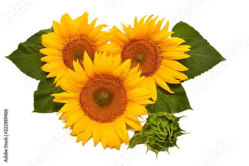 Fototapeta Naklejka Na Ścianę i Meble -  Flower arrangement sunflower bouquet with leaves open and closed isolated on white background. Agriculture, farmer. Beautiful still life floral. Seeds and oil. Flat lay, top view