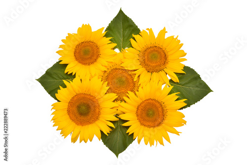 Fototapeta Naklejka Na Ścianę i Meble -  Flower arrangement sunflower bouquet with leaves isolated on white background. Agriculture, farmer. Beautiful still life floral. Seeds and oil. Flat lay, top view