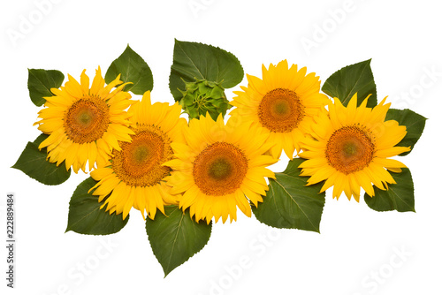 Fototapeta Naklejka Na Ścianę i Meble -  Flower arrangement sunflower bouquet with leaves open and closed isolated on white background. Agriculture, farmer. Beautiful still life floral. Seeds and oil. Flat lay, top view