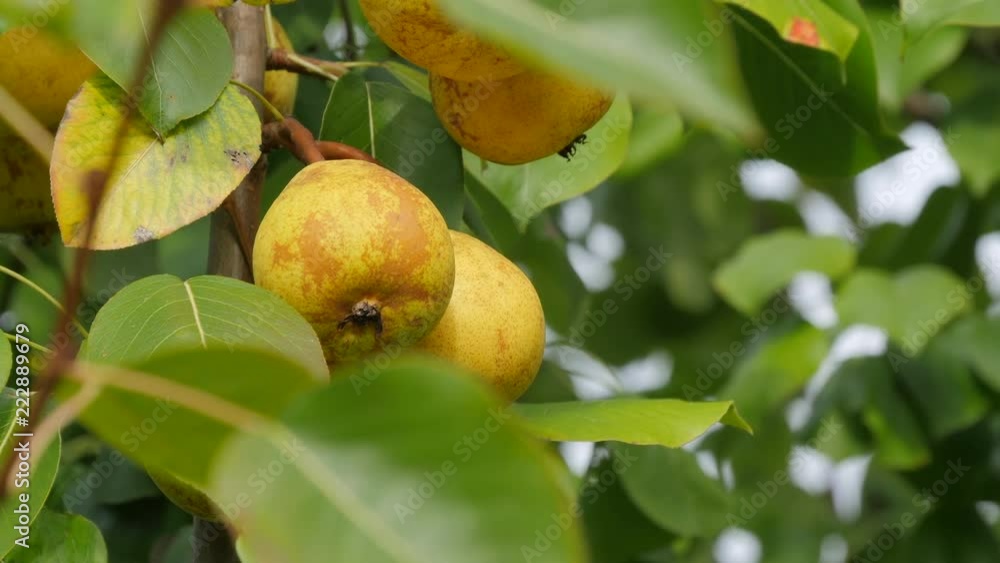Pear Fruit On A Tree On A Warm Autumn Day Pear Fruit On A Tree On A Warm Autumn Day
