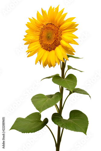 Fototapeta Naklejka Na Ścianę i Meble -  Flower of sunflower isolated on white background. Seeds and oil. Flat lay, top view