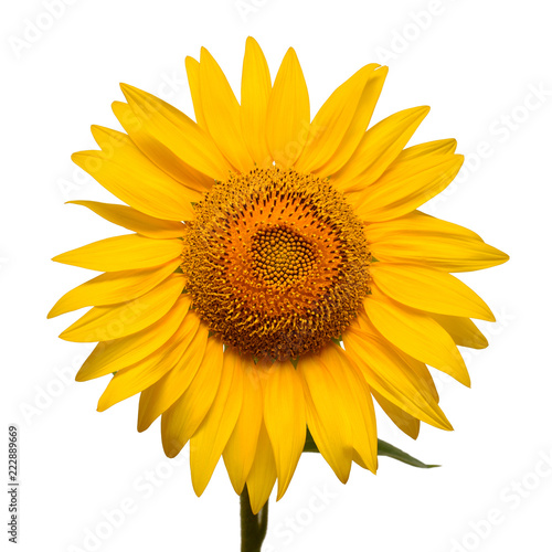 Fototapeta Naklejka Na Ścianę i Meble -  Flower of sunflower head isolated on white background. Seeds and oil. Flat lay, top view