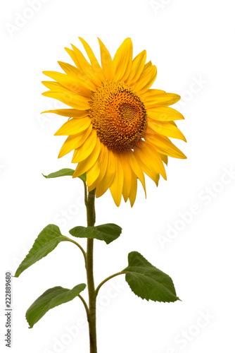 Fototapeta Naklejka Na Ścianę i Meble -  Flower of sunflower isolated on white background. Seeds and oil. Flat lay, top view