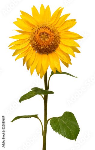Fototapeta Naklejka Na Ścianę i Meble -  Flower of sunflower isolated on white background. Seeds and oil. Flat lay, top view