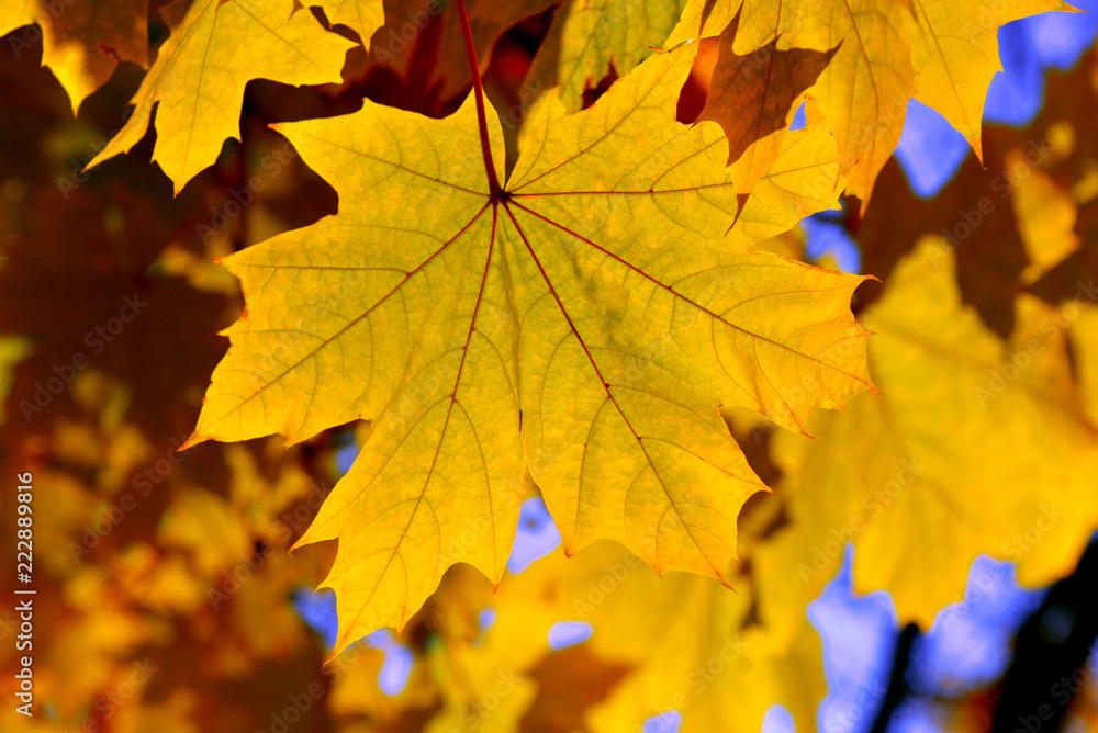 Beautiful yellow maple leaf against the sky. Autumn sunny day Beautiful yellow maple leaf against the sky. Autumn sunny day