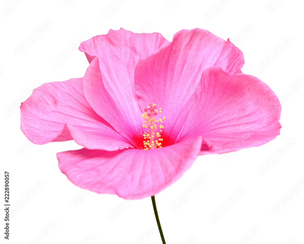 Pink hibiscus flower isolated on white background. Flat lay, top view. Macro, object Pink hibiscus flower isolated on white background. Flat lay, top view. Macro, object