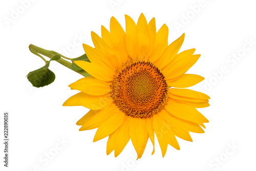 Fototapeta Naklejka Na Ścianę i Meble -  Flower of sunflower head isolated on white background. Seeds and oil. Flat lay, top view