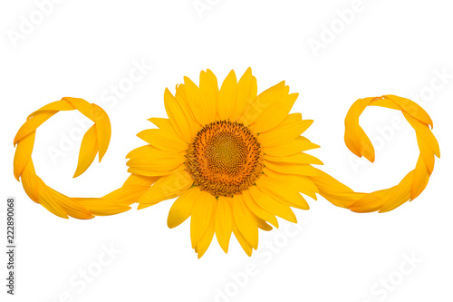 Fototapeta Naklejka Na Ścianę i Meble -  Creative idea flower of a sunflower and petals flying in the wind. Abstraction and wave. Agricultural topics. Place for text. Flat lay, top view