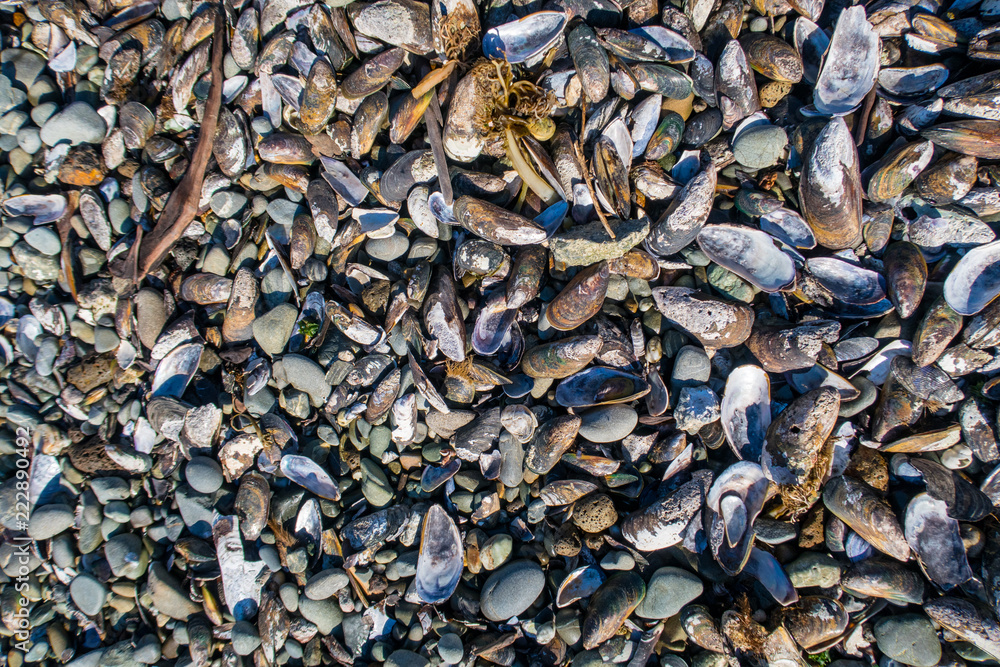 Lots of mussel and other seashells washed up on a beach in Canterbury, New Zealand Lots of mussel and other seashells washed up on a beach in Canterbury, New Zealand