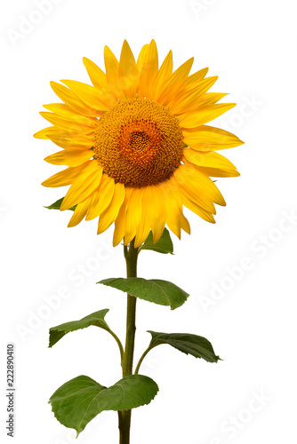 Fototapeta Naklejka Na Ścianę i Meble -  Flower of sunflower isolated on white background. Seeds and oil. Flat lay, top view