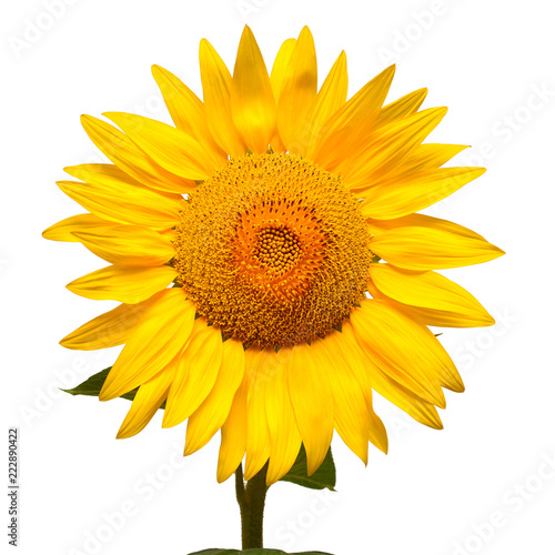 Fototapeta Naklejka Na Ścianę i Meble -  Macro flower of sunflower head isolated on white background. Seeds and oil. Flat lay, top view