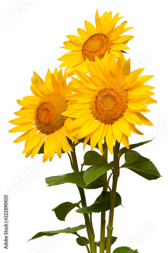 Fototapeta Naklejka Na Ścianę i Meble -  Three sunflowers isolated on white background. Flower bouquet. The seeds and oil. Flat lay, top view