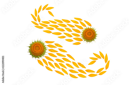Fototapeta Naklejka Na Ścianę i Meble -  Creative idea flower of a sunflower and petals flying in the wind. Food, products. Core, seeds. Abstraction and wave. Floral pattern. Agricultural topics. Place for text. Flat lay, top view