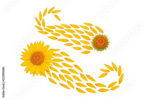 Fototapeta Naklejka Na Ścianę i Meble -  Creative idea flower of a sunflower and petals flying in the wind. Food, products. Core, seeds. Abstraction and wave. Floral pattern. Agricultural topics. Place for text. Flat lay, top view