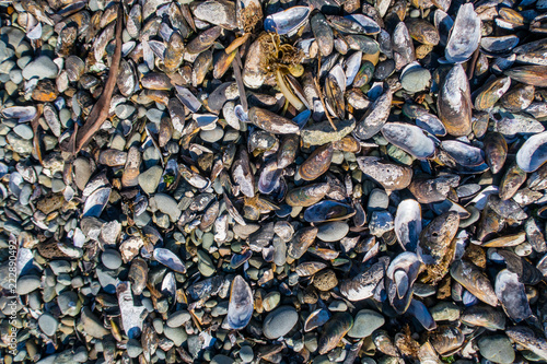 Lots of mussel and other seashells washed up on a beach in Canterbury, New Zealand
