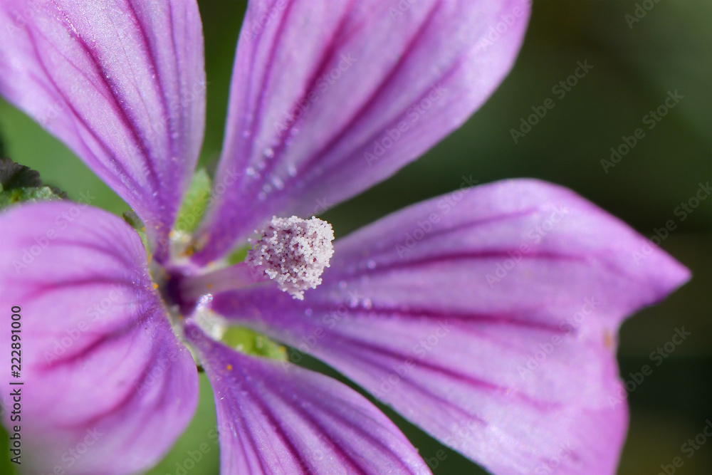 Pollen Grains on Mallow Pollen Grains on Mallow