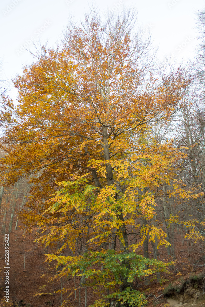 Fall season at the Montseny in Catalonia, Spain.