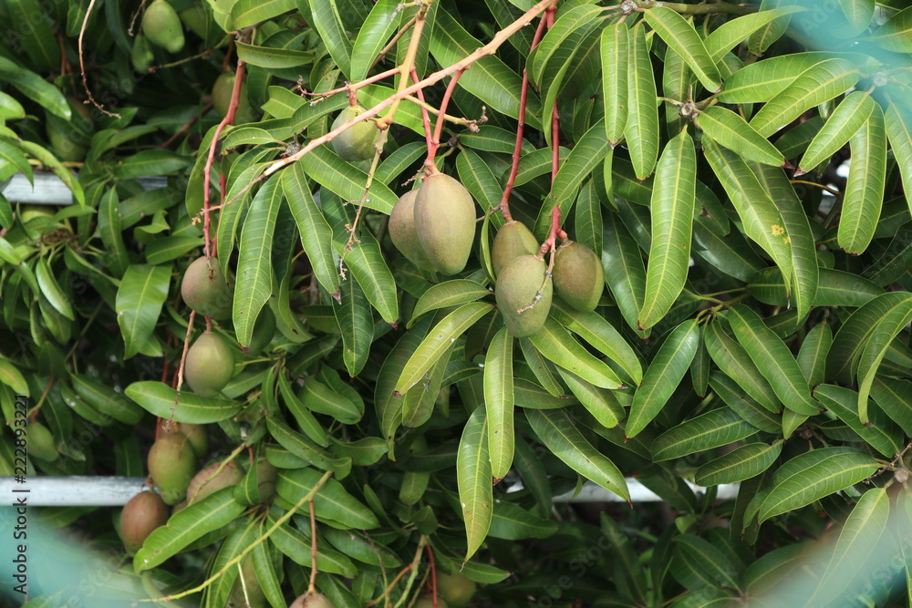 "Mangue Adele", one of the tastiest mangoes type in Mauritius, amongs
