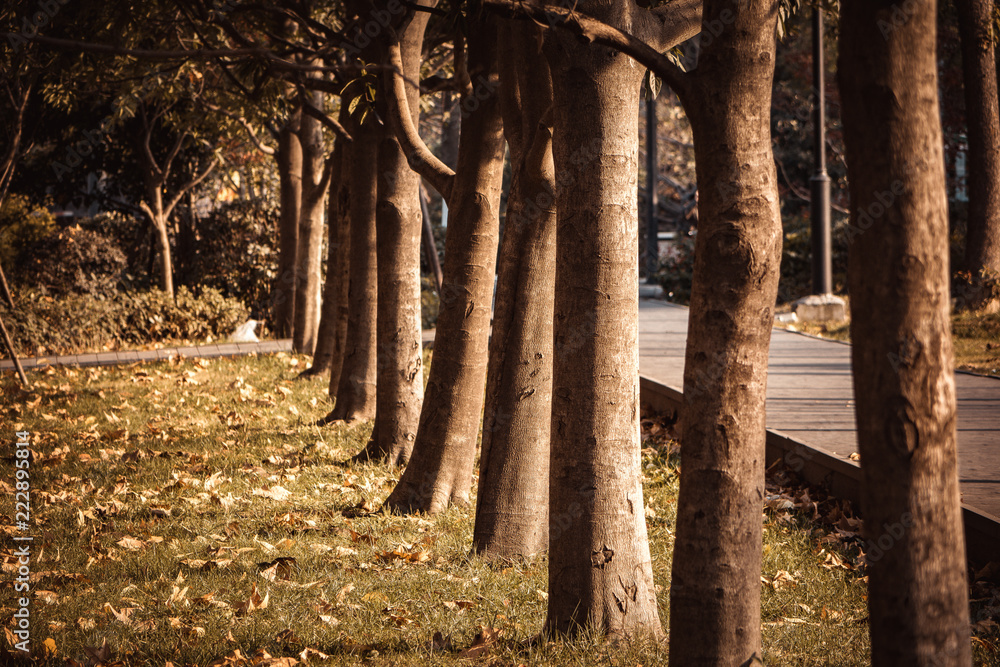 Walking in the autumn street, photographed trees