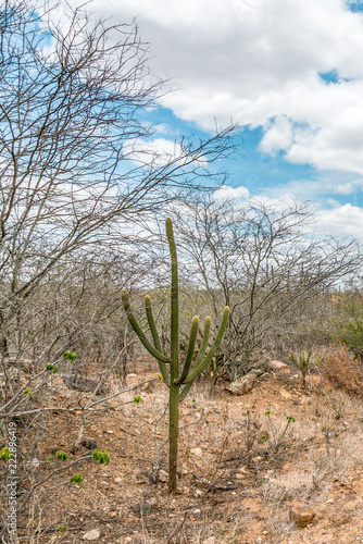 Cabaceiras, Paraíba, Brazil - February, 2018: Road to infinite with Cactus in a Caatinga Biome at Northeast of Brazil