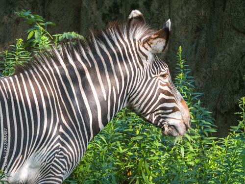 A black and white striped male grevy zebra grazes on green plants outside on hot summer day.