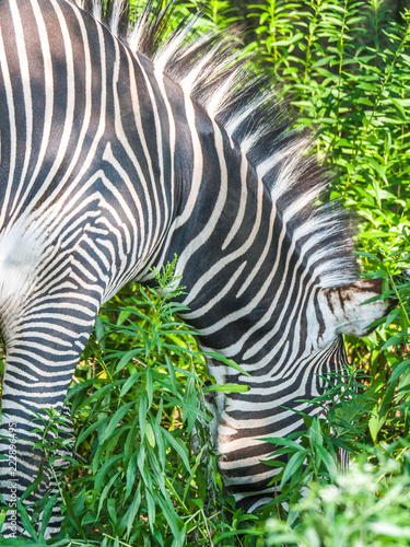 A black and white striped male grevy zebra grazes on green plants outside on hot summer day.