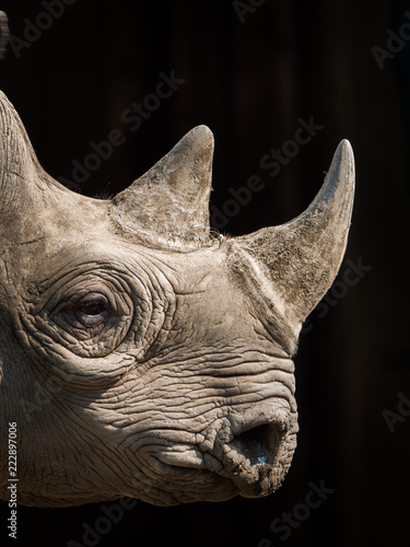 A closeup view of the head and horns of a large adult eastern black rhinoceros. © Joseph Kirsch