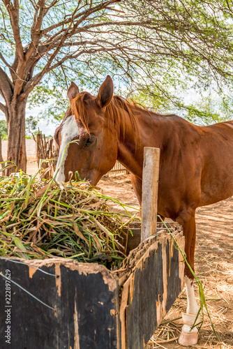 Brown horse eating hay  straw  grass 