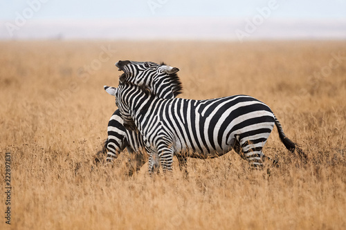 Zebras fighting in the savannah.