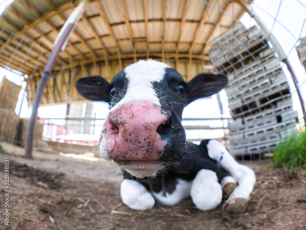 Cute fisheye close up of a black and white spotted baby cow or newborn ...
