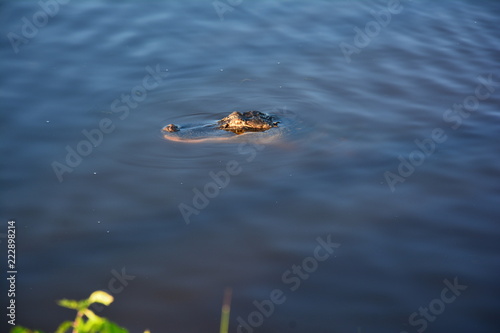 alligator in marsh