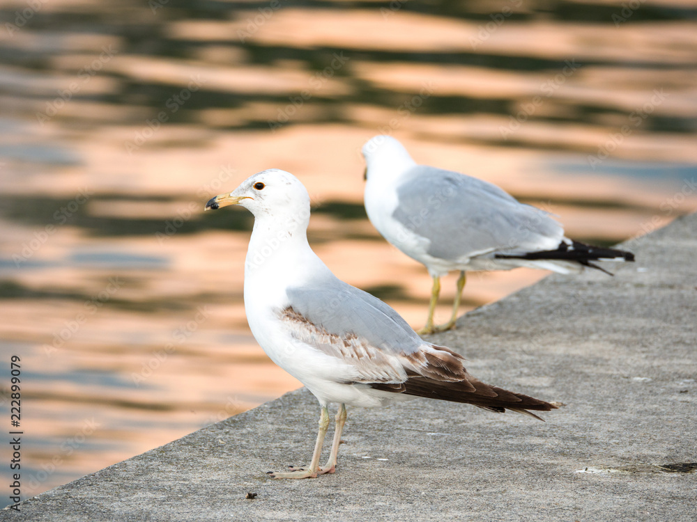 Two seagulls sitting on the edge of curved concrete walkway surrounding Montrose Boat boat harbor at sunset in Chicago with orange color reflecting on the rippled water. Two seagulls sitting on the edge of curved concrete walkway surrounding Montrose Boat boat harbor at sunset in Chicago with orange color reflecting on the rippled water.