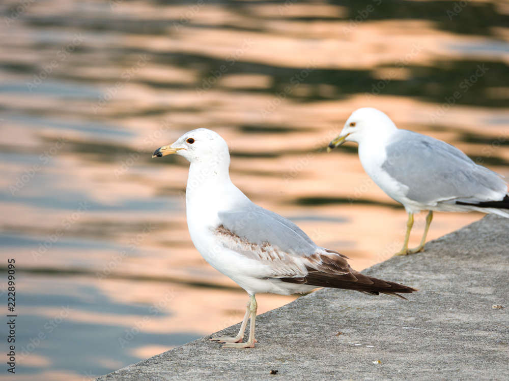 Two seagulls sitting on the edge of curved concrete walkway surrounding Montrose Boat boat harbor at sunset in Chicago with orange color reflecting on the rippled water.