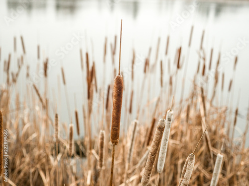 Close up outdoor nature background image of brown cattail reeds in spring along the still and calm waters edge in Warroad Minnesota.