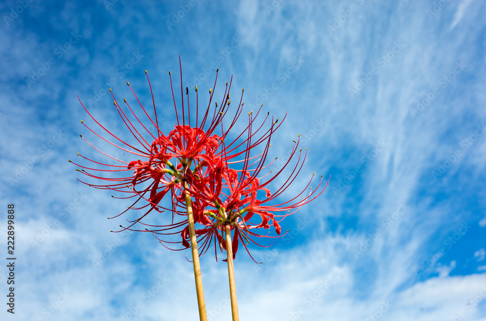 青空を背景にした彼岸花の花 Stock 写真 Adobe Stock