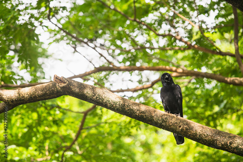 A black crow perched on a tree branch with green background in Dusit zoo on Bangkok, Thailand.