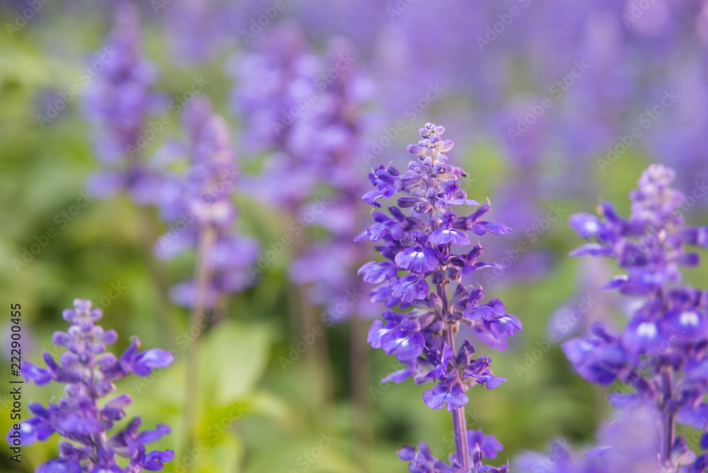 Blooming violet lavender flowers in sunny day Blooming violet lavender flowers in sunny day