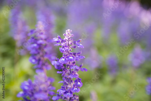 Fototapeta Naklejka Na Ścianę i Meble -  Blooming violet lavender flowers in sunny day
