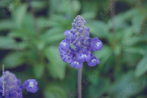 Fototapeta Naklejka Na Ścianę i Meble -  Blooming violet lavender flowers in sunny day