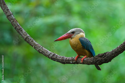 Stork-billed Kingfisher bird perching on the branch