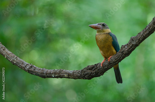 Stork-billed Kingfisher bird perching on the branch © forest71