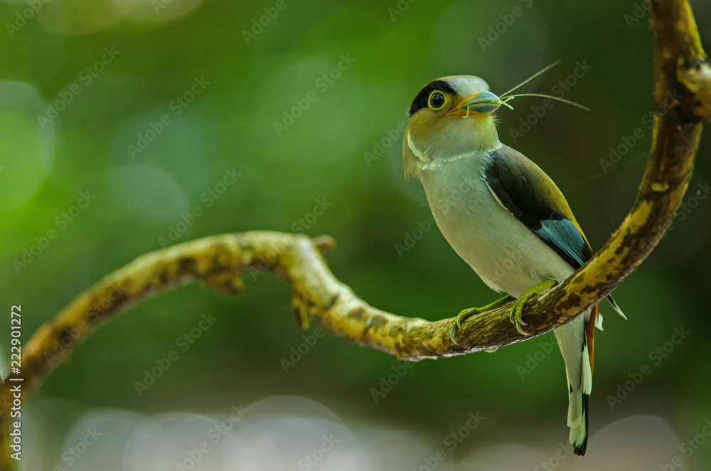 Naklejka premium Silver-breasted Broadbill on tree branch