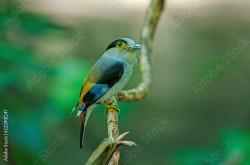 Silver-breasted Broadbill on tree branch