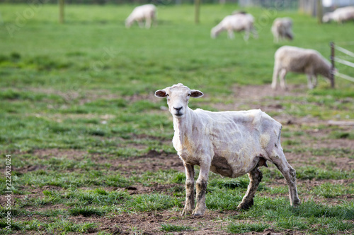 A newly shorn ewe looks up from grazing in a farm field in New Zealand