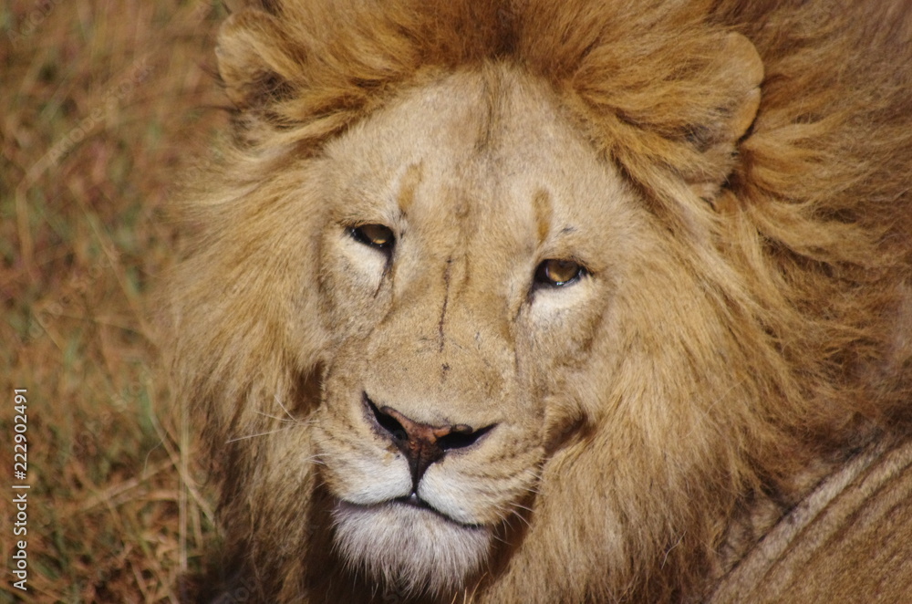 Obraz premium キリマンジャロ