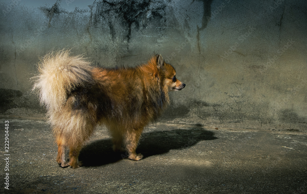 Fototapeta premium Pomeranian dog isolated alone.